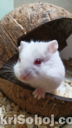 Dwarf Hamsterb(Albino)
